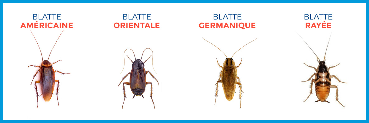 Cafard noir de jardin : Guide pratique pour l’identifier et s’en débarrasser efficacement