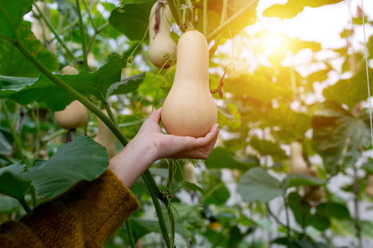 Combien de courges butternut peut-on récolter par pied ?