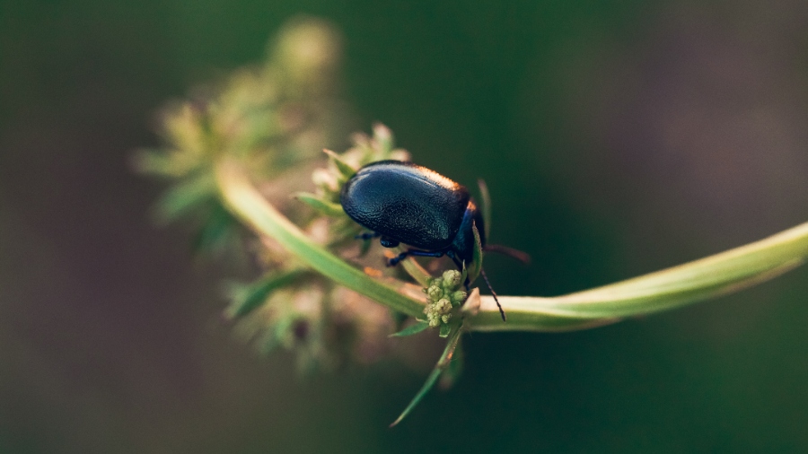 Invasion de petits insectes noirs à la maison : astuces pour les reconnaître et s&rsquo;en débarrasser efficacement