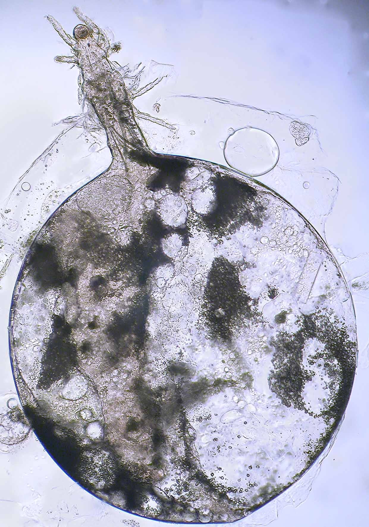 découvrez des méthodes efficaces pour éliminer les pyémotes de votre intérieur. apprenez à identifier ces nuisibles, à comprendre leur comportement et à appliquer des solutions durables pour préserver votre espace de vie sain et serein.