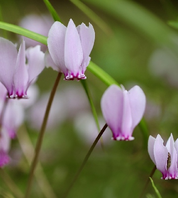 découvrez nos conseils pratiques pour conserver votre cyclamen en pleine santé, prolonger sa floraison et l’entretenir facilement toute l’année, que ce soit en intérieur ou au jardin.