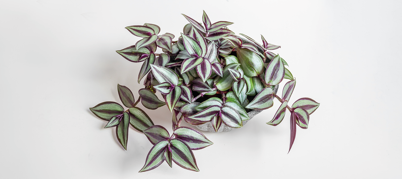 découvrez tous les conseils pour prendre soin de votre plante tradescantia : arrosage, lumière, entretien et astuces pour une plante en pleine santé.
