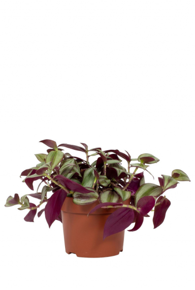 découvrez comment prendre soin de votre tradescantia : conseils d’arrosage, exposition, rempotage et astuces pour une plante d’intérieur éclatante et en pleine santé.