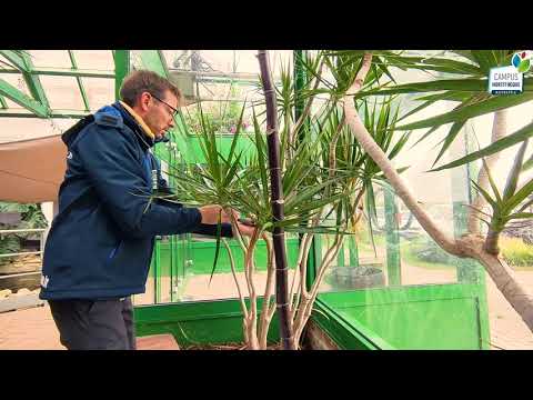 découvrez comment tailler un yucca efficacement pour favoriser sa croissance et garder une belle plante. conseils pratiques et étapes faciles pour entretenir votre yucca à la maison.