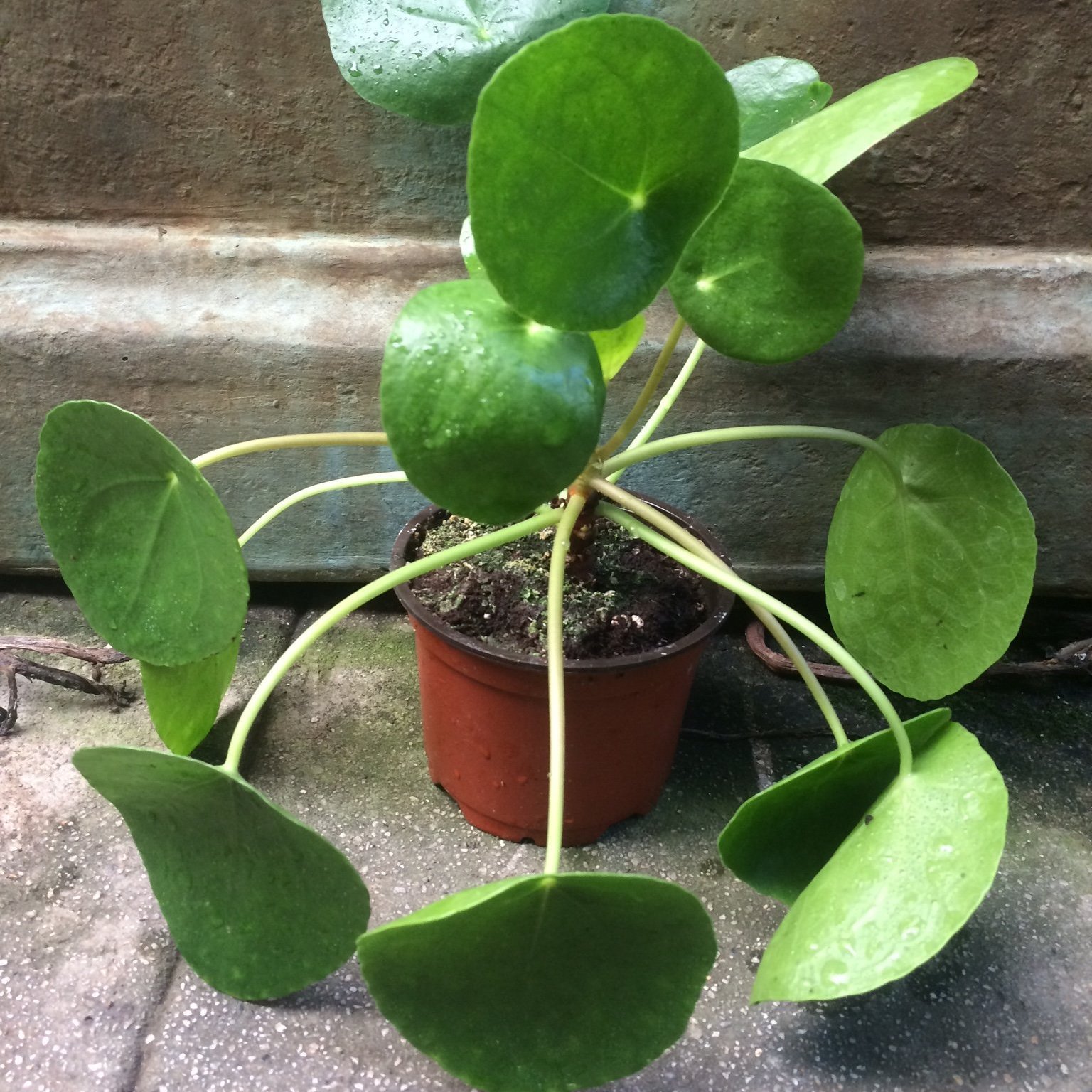 découvrez les différences et points communs entre peperomia et pilea, deux plantes d'intérieur populaires, pour mieux choisir celle qui convient à votre décor et à vos soins.