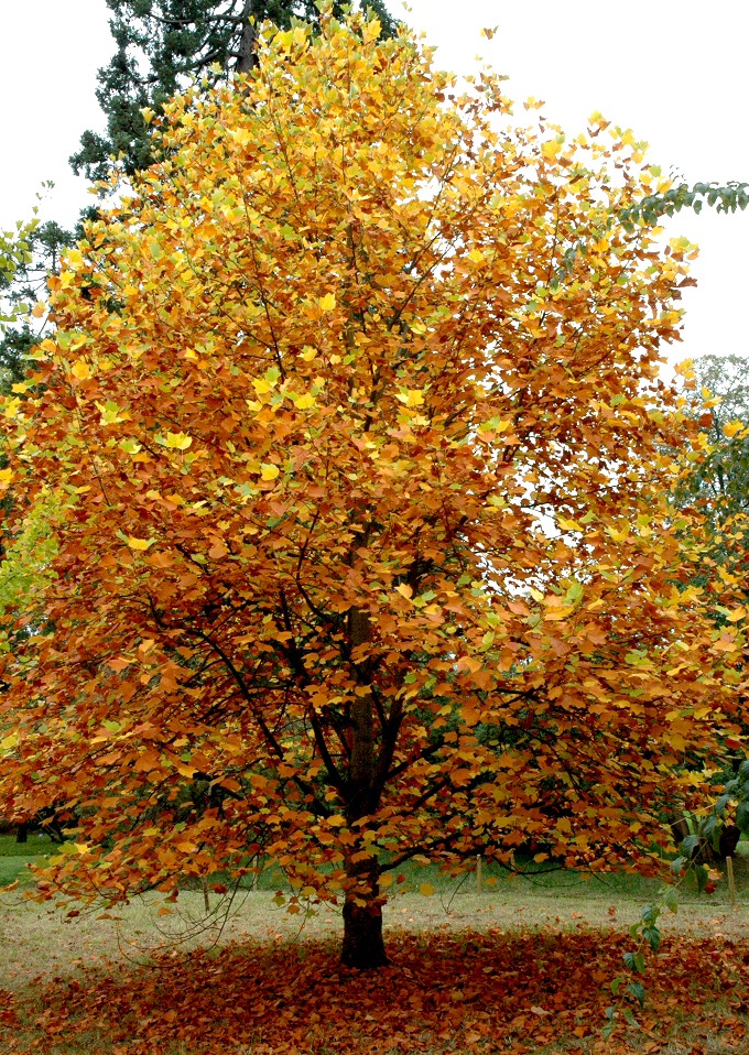 découvrez les principaux inconvénients du tulipier de virginie, notamment sa sensibilité aux maladies, sa croissance rapide pouvant poser des problèmes et ses besoins spécifiques en entretien.
